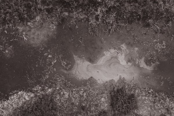 TAVOLA ROTONDA PALUDICOLA